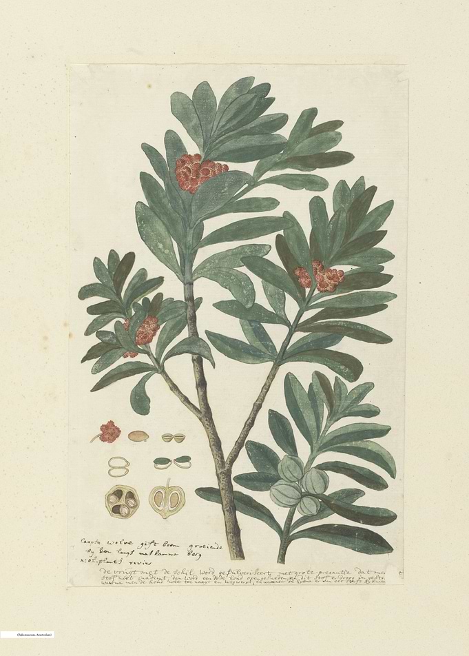 Vintage illustration of flowers