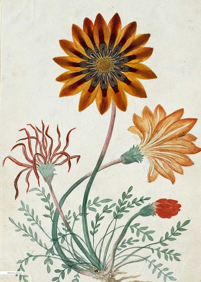 Vintage illustration of flowers