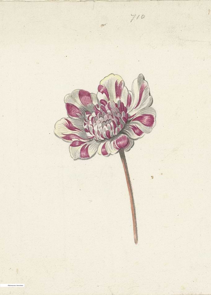 Vintage illustration of flowers