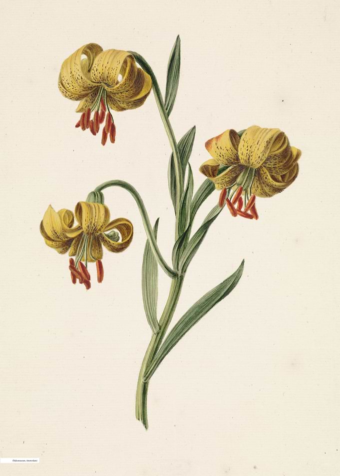 Vintage illustration of flowers