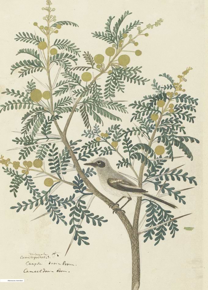 Vintage illustration of flowers