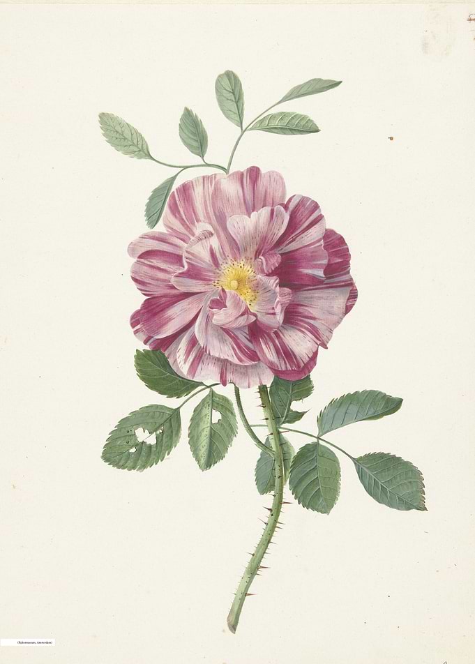 Vintage illustration of flowers
