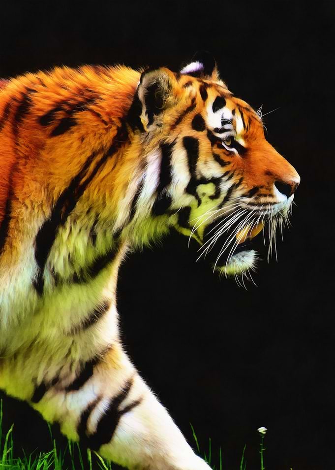 'EDDIE'S TIGER'It's been about ten years since I seriou ...
