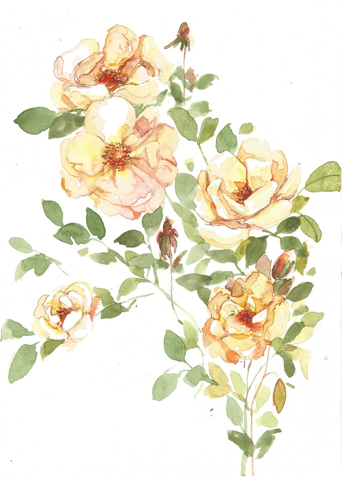 'Yellow Roses' Hand painted watercolour on paper agains ...