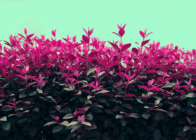 Pink Spring