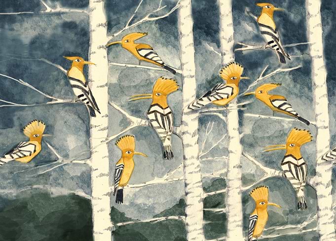Hoopoes in the forest. Hoopoes birds in the brich-tree ...