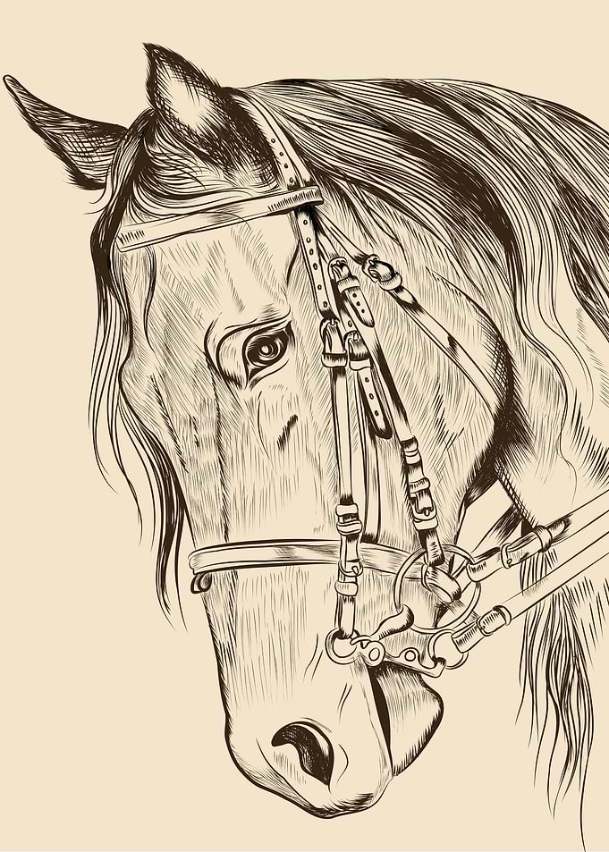 A Horse Portrait