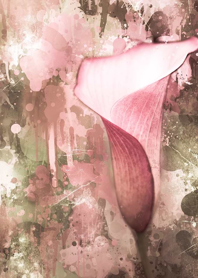 pink calla lily with pink and green abstract background ...