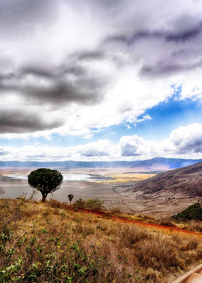 The Lonely Tree