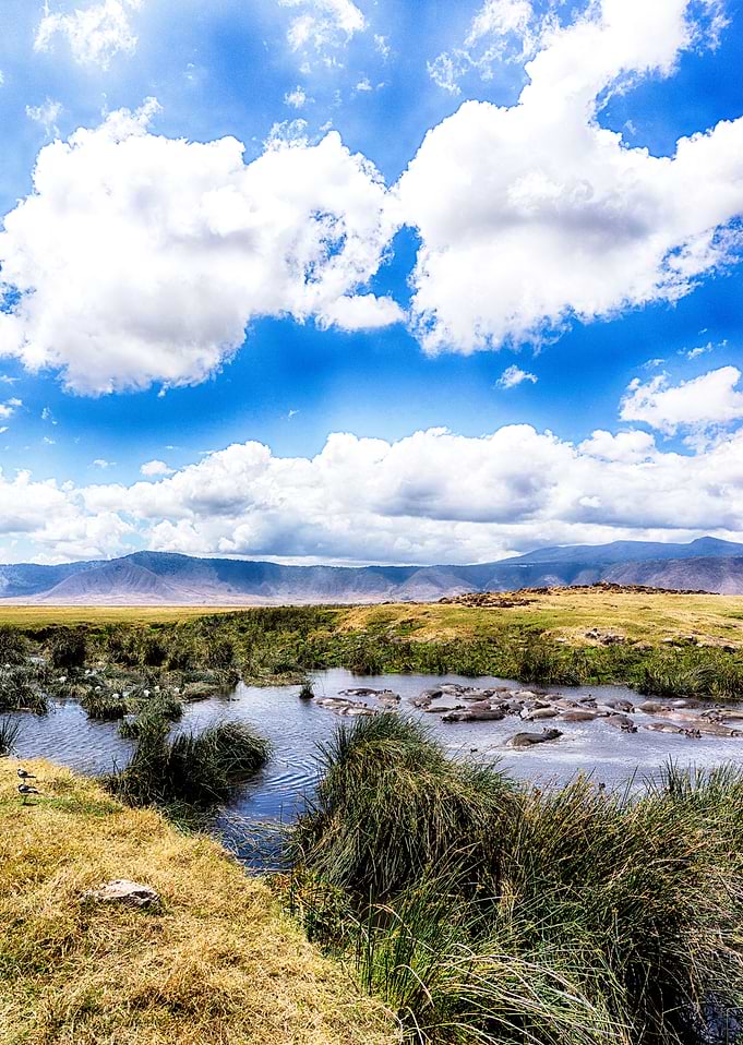The Hippo Pool