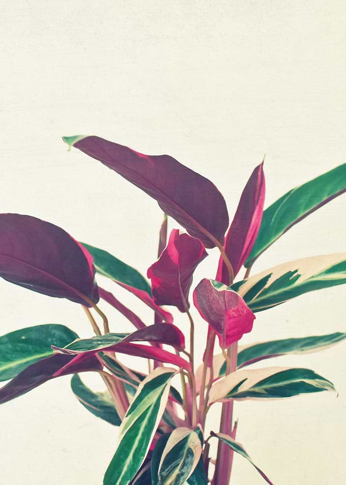 Prayer Plant