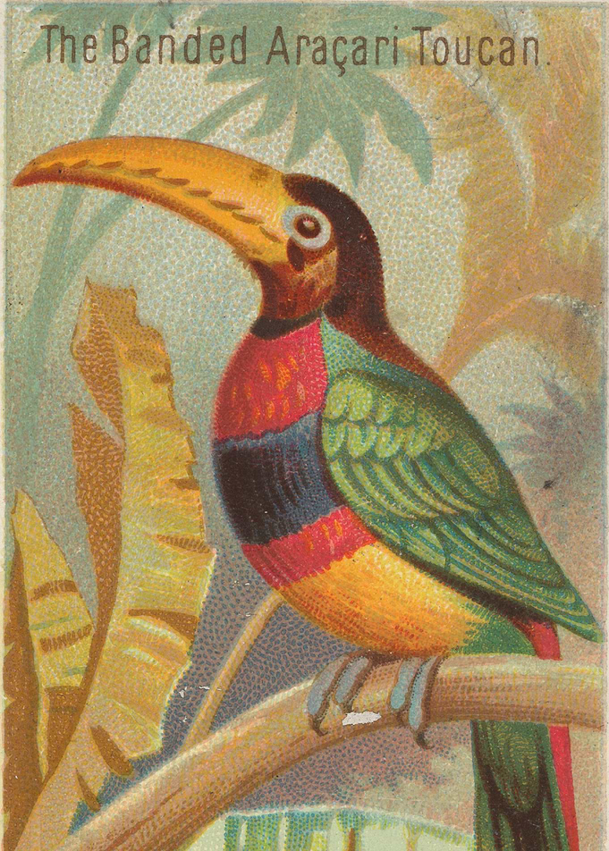 Tropical birds vintage illustration
