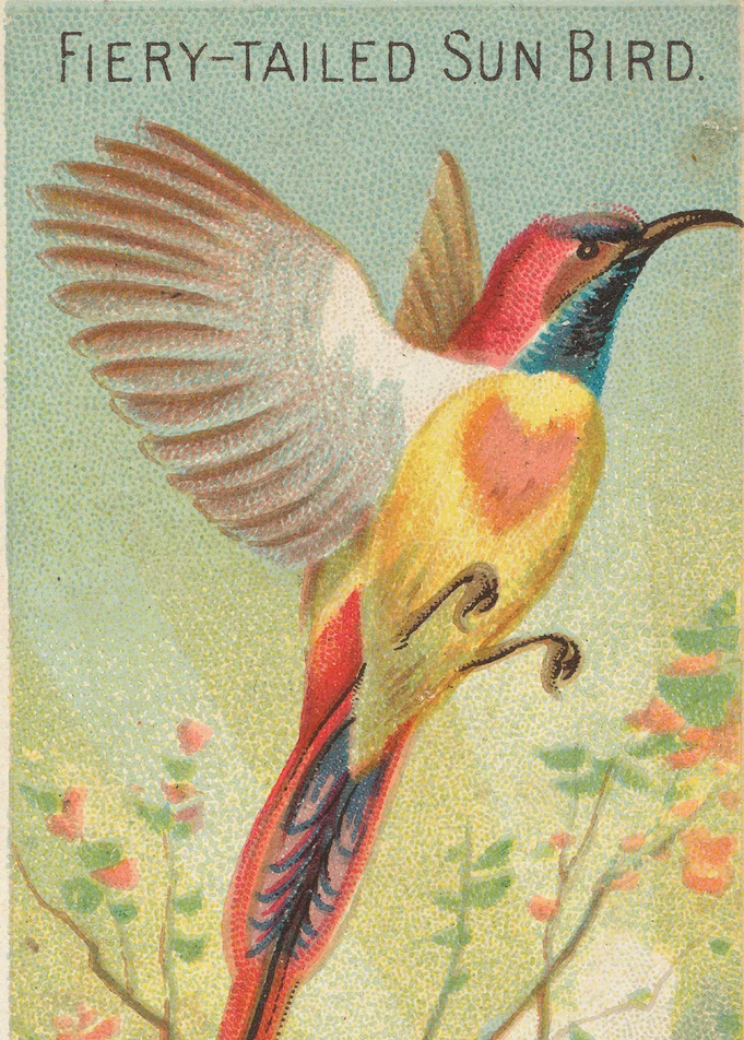 Tropical birds vintage illustration