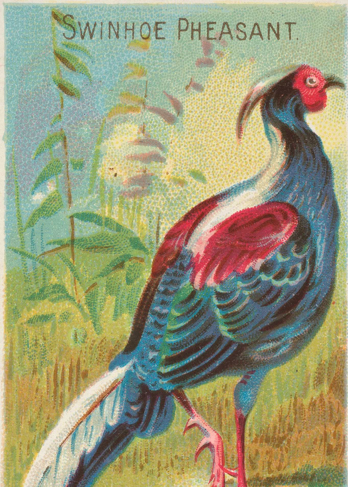 Tropical birds vintage illustration