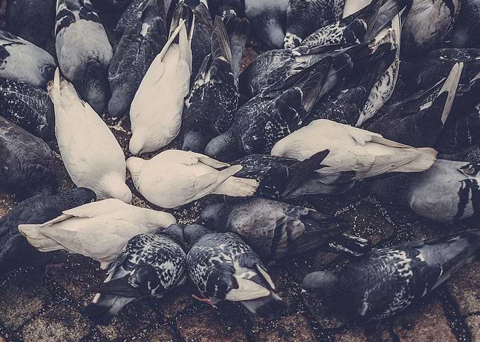 White doves in Gothenburg.