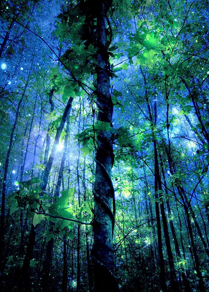 Where the Fairies Dwell