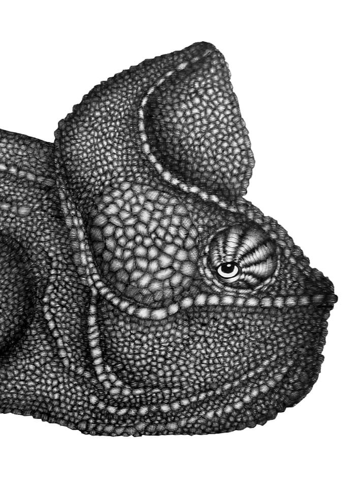 Carlos Chameleon