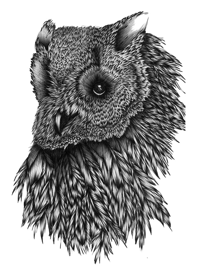 Forsythe | Owl