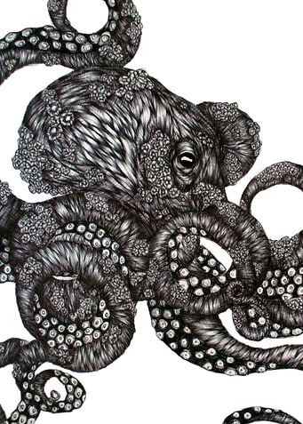 Barnacle Octopus