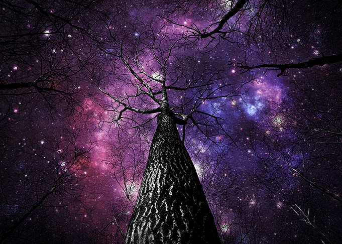 Winding black gray & white tree branches in front of my ...