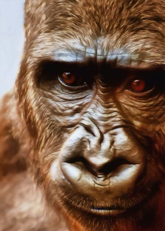 'COMPASSION OF THE GORILLA'There are a few creatures in ...