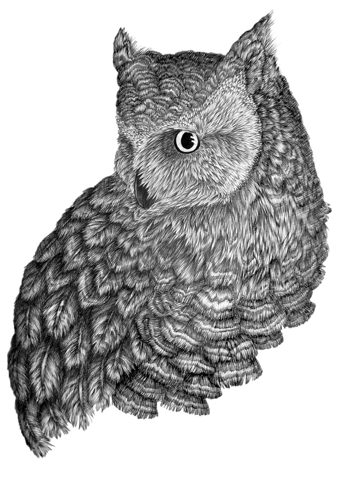 A Friend for Forsythe | Owl