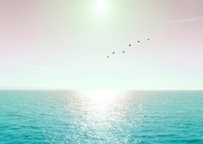 Last sight of the UK shoreline as the ferry and a flock ...