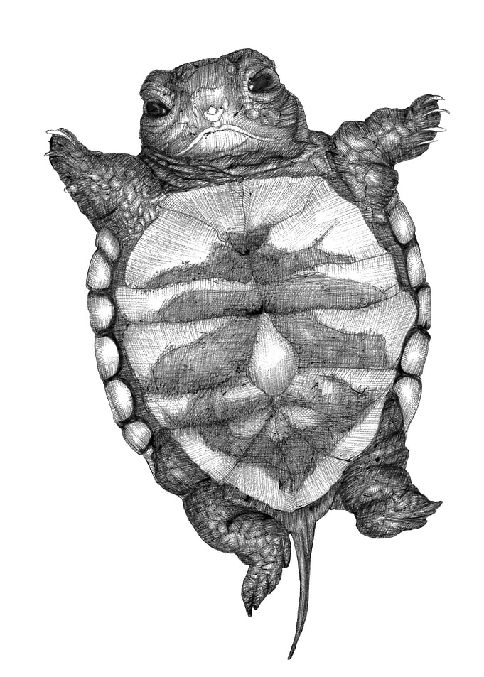 Little Turtle