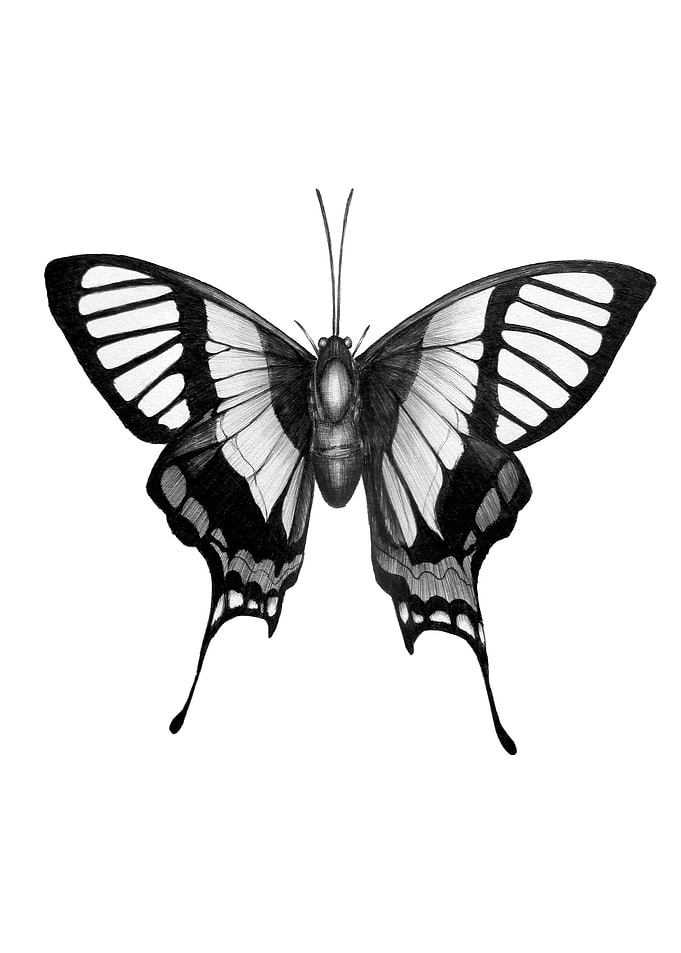 Butterfly Wings