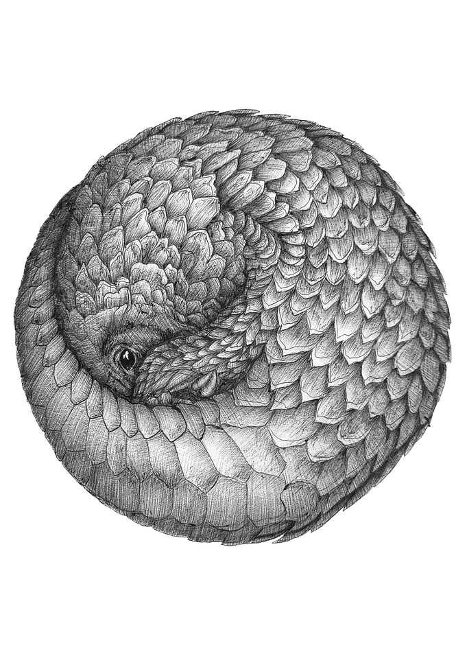The Infinite Pangolin