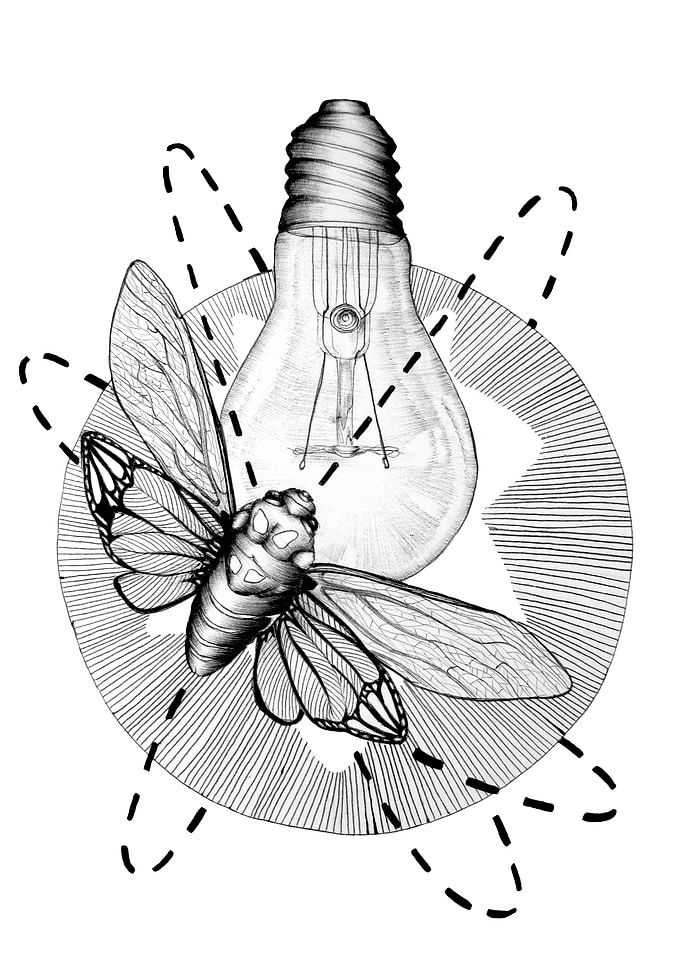 Moth to the Flame