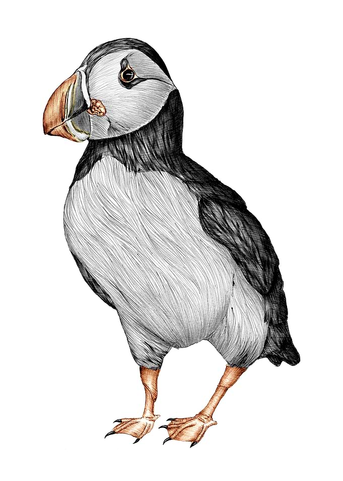 Little Puffin