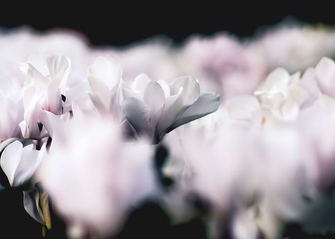 Macro photo of flowers.