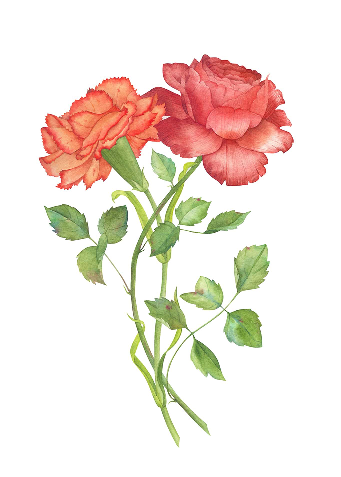 Carnation and Rose watercolor illustration