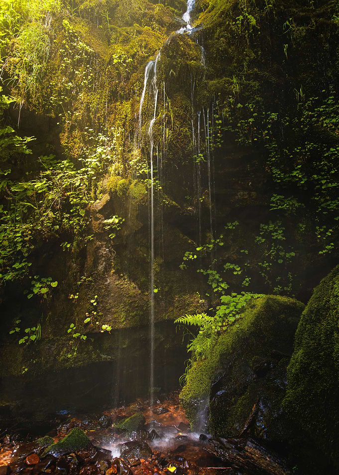 Fairy Glen | A hidden, mossy glen in the forests of nor ...
