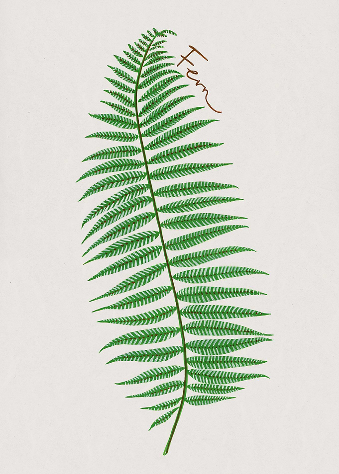 Forest Fern