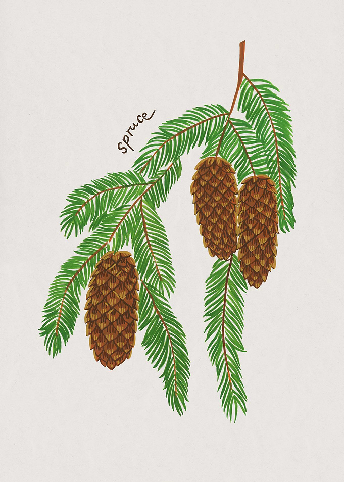 Spruce