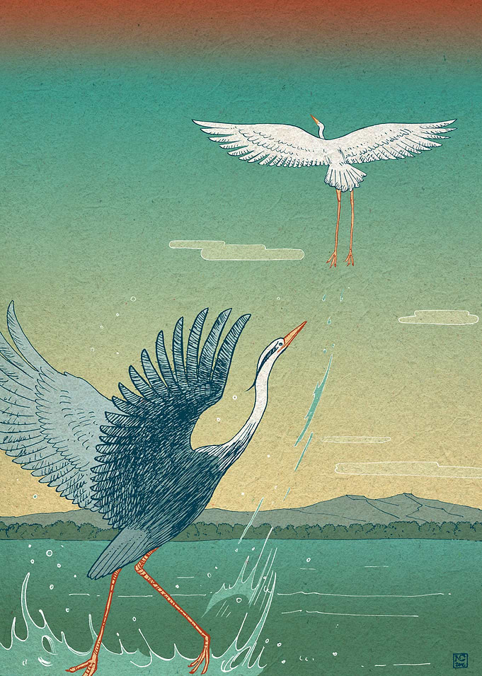 The herons