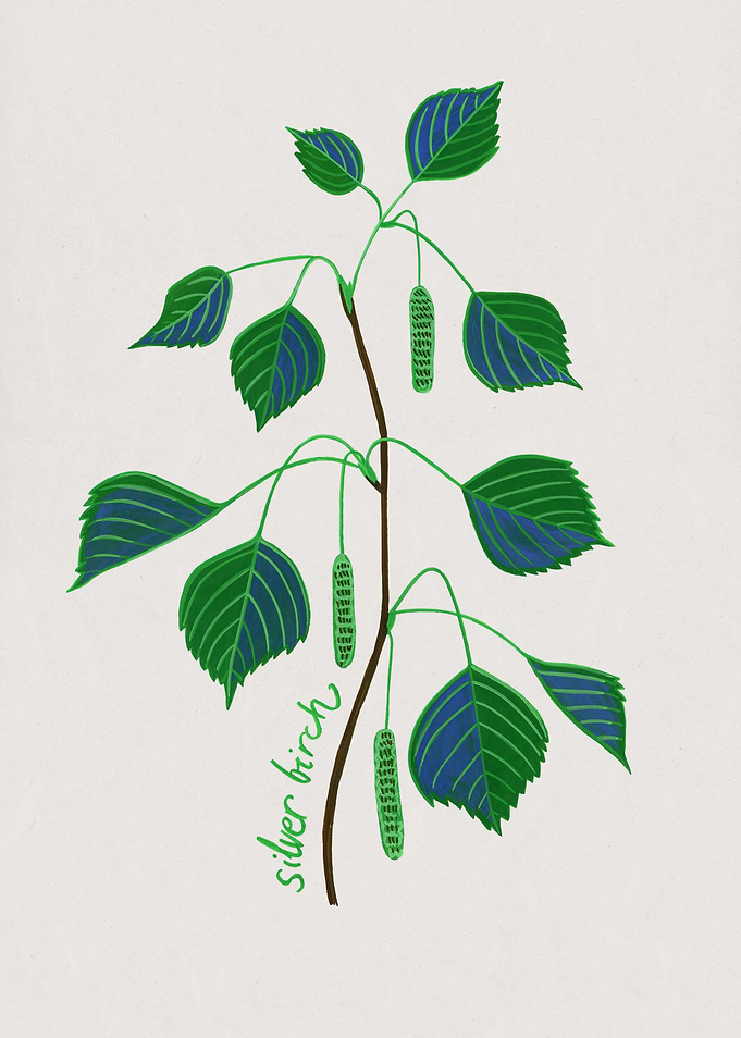 Birch tree