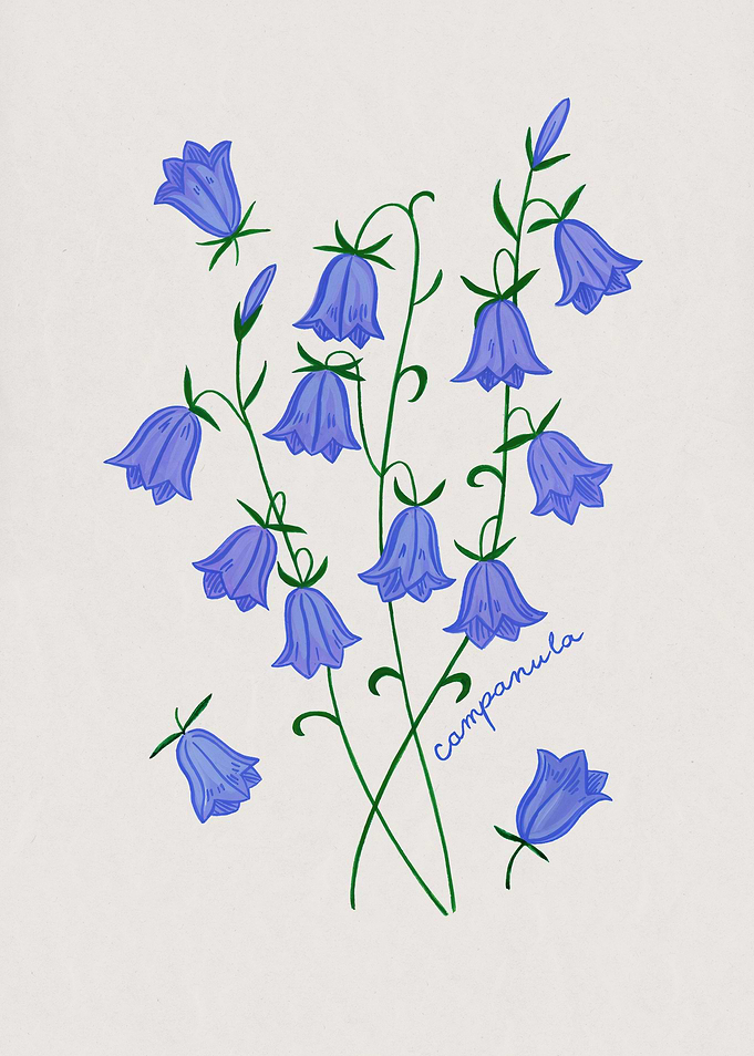 Campanula flower
