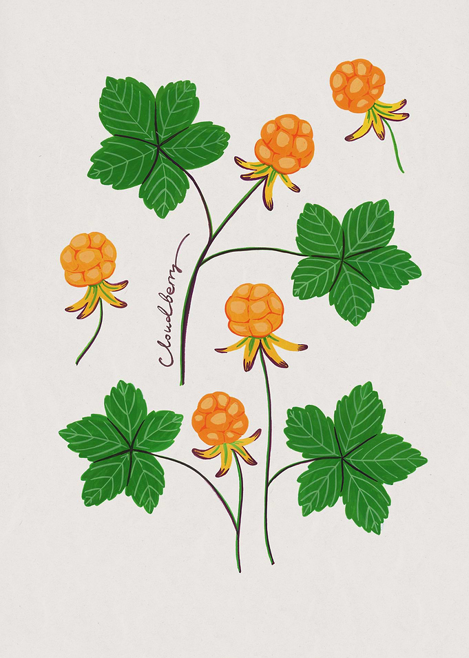 Cloudberry