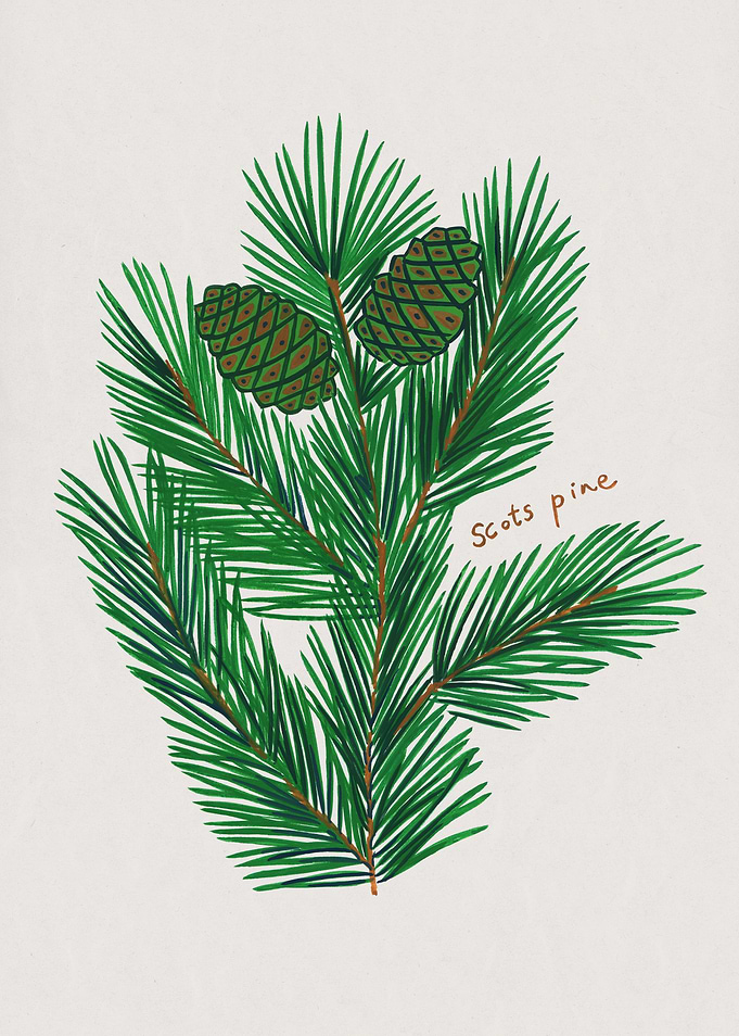 Scots Pine