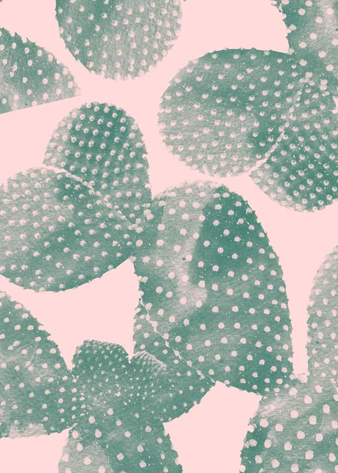 Cacti pink