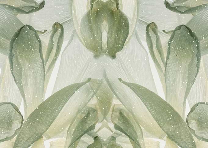 Botanical Bloom