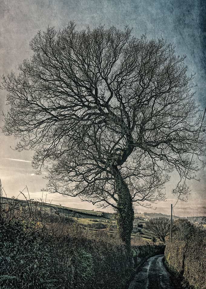 Tree - Vintage edited. From a series previously offered ...