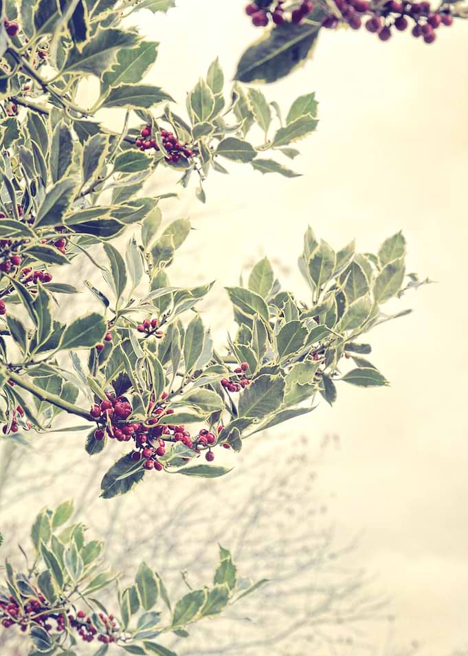 Holly - Vintage edited. From a series previously offere ...