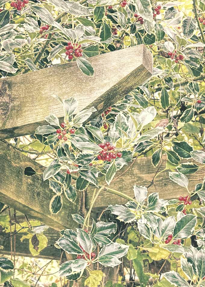 Holly - Vintage edited. From a series previously offere ...