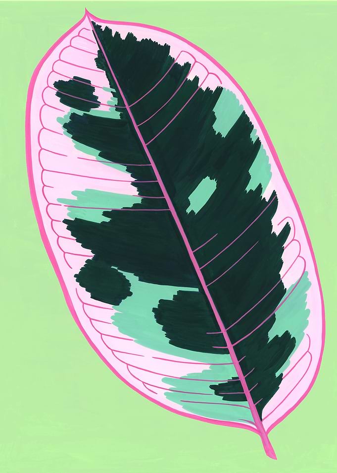 ficus leaf