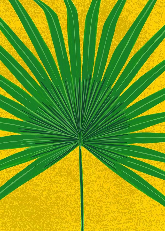 fan palm leaf