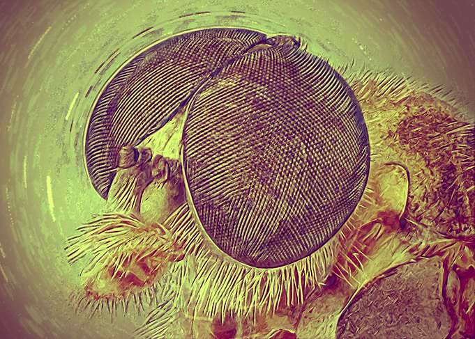 Robber Fly Art piece by Into the Void Science